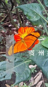 贵州拆迁律师咨询免费 贵州拆迁律师咨询免费