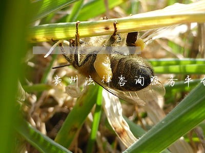 贵州法律咨询服务平台 贵州法律咨询服务平台