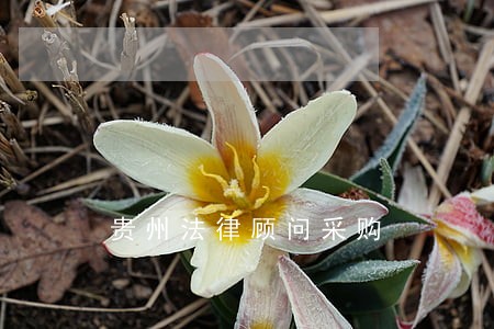 贵州法律顾问采购 贵州法律顾问采购