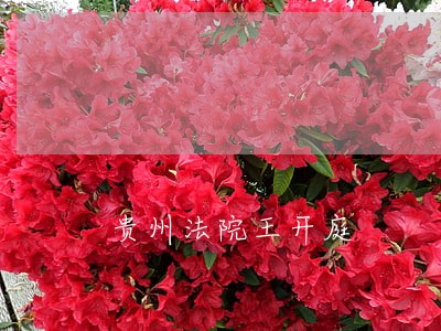 贵州法院王开庭