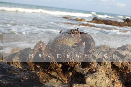 贵州法院领导班子成员