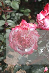 贵州省法律援助条例草案 贵州省法律援助条例草案