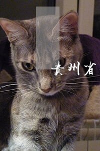 贵州省法院唐宏
