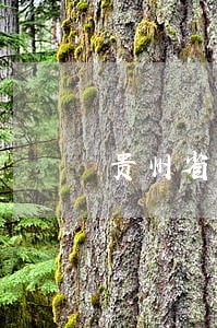 贵州省自然资源厅法规处处长 贵州省自然资源厅法规处处长