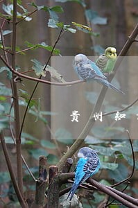 贵州知识产权法律诉讼 贵州知识产权法律诉讼