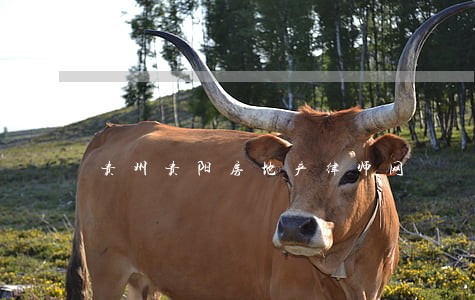 贵州贵阳房地产律师网 贵州贵阳房地产律师网