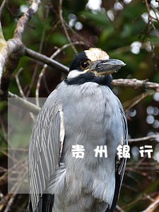 贵州银行信用卡逾期多久消除