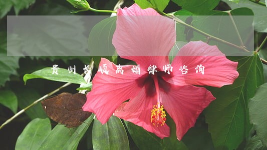 贵州长顺离婚律师咨询 贵州长顺离婚律师咨询