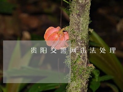 贵阳交警网违法处理
