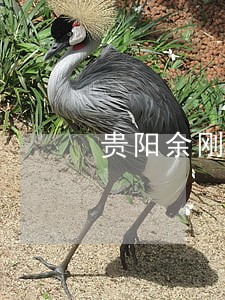 贵阳余刚律师 贵阳余刚律师