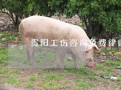 贵阳工伤咨询免费律师 贵阳工伤咨询免费律师