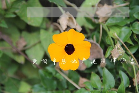 贵阳市房地产建设律师咨询热线 贵阳市房地产建设律师咨询热线