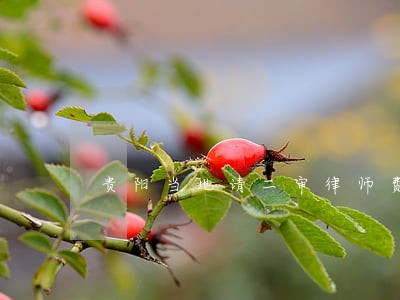 贵阳当地请二审律师费用 贵阳当地请二审律师费用