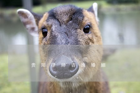 贵阳律师咨询婚姻 贵阳律师咨询婚姻