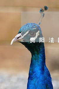 贵阳法院判决书查询 贵阳法院判决书查询