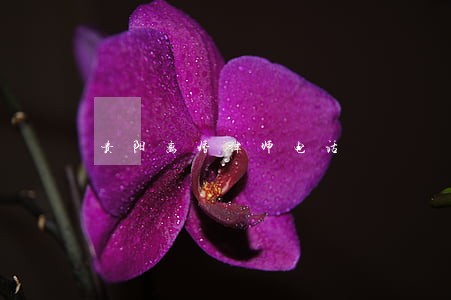 贵阳离婚律师电话 贵阳离婚律师电话