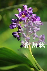 贵阳软件合同纠纷律师 贵阳软件合同纠纷律师