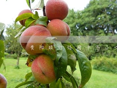 贵阳银行信用卡不小心逾期