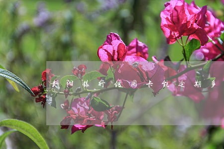 贵阳银行信用卡能逾期多久 贵阳银行信用卡能逾期多久
