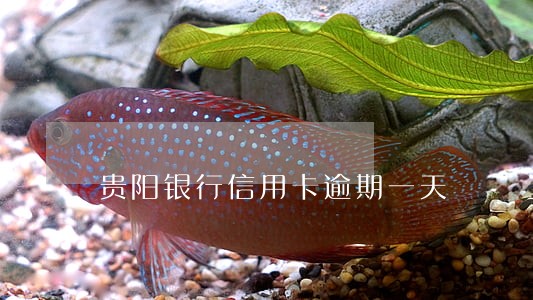 贵阳银行信用卡逾期一天 贵阳银行信用卡逾期一天