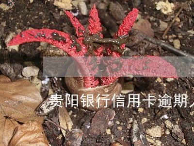贵阳银行信用卡逾期人名单