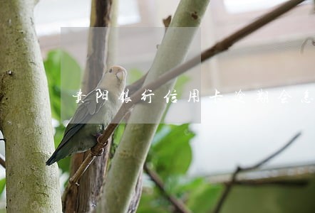 贵阳银行信用卡逾期会怎样
