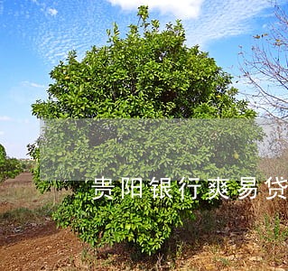 贵阳银行爽易贷逾期如何处理 贵阳银行爽易贷逾期如何处理