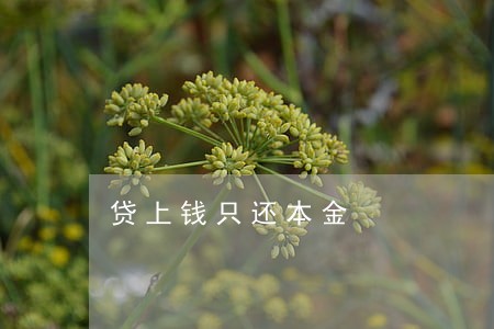 贷上钱只还本金 贷上钱只还本金
