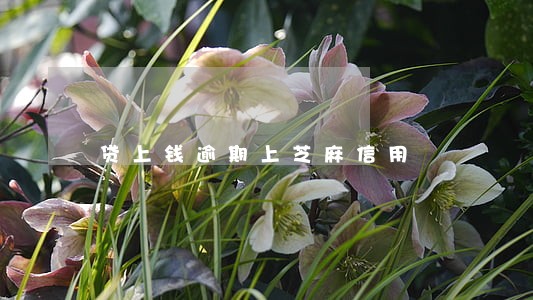 贷上钱逾期上芝麻信用 贷上钱逾期上芝麻信用