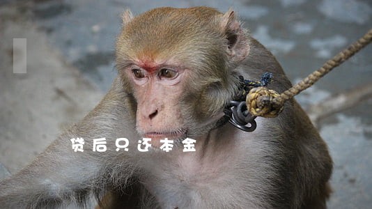 贷后只还本金 贷后只还本金