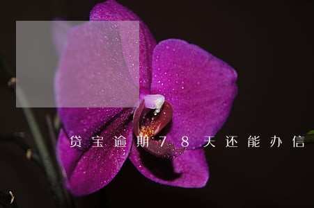 贷宝逾期78天还能办信用卡吗 贷宝逾期78天还能办信用卡吗