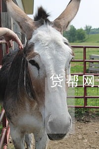 贷帮网逾期 贷帮网逾期