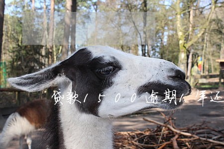 贷款1500逾期1年还多少
