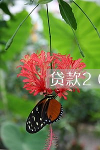 贷款2000元逾期 贷款2000元逾期