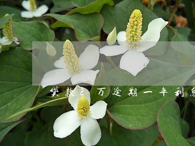 贷款2万逾期一年利息多少钱 贷款2万逾期一年利息多少钱