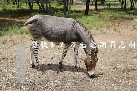 贷款37万元逾期罚息利率标准