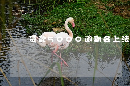 贷款5000逾期会上法庭吗 贷款5000逾期会上法庭吗