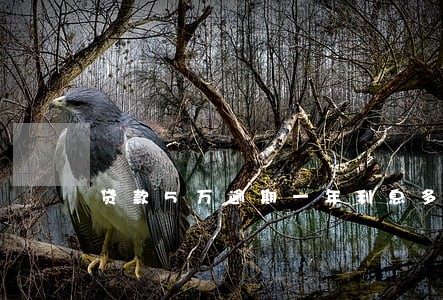 贷款5万逾期一年利息多少 贷款5万逾期一年利息多少
