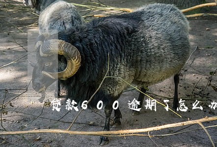 贷款600逾期了怎么办 贷款600逾期了怎么办