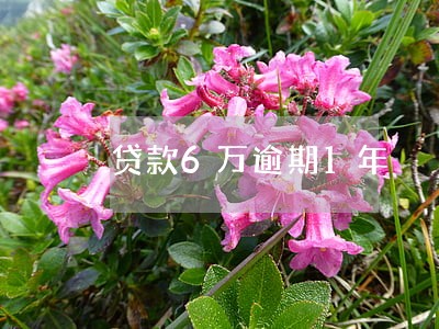 贷款6万逾期1年