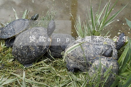 贷款app逾期不还会怎样