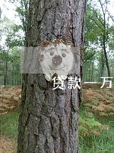 贷款一万逾期会影响个人信用 贷款一万逾期会影响个人信用