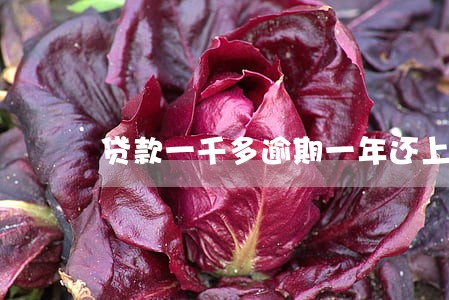 贷款一千多逾期一年还上 贷款一千多逾期一年还上