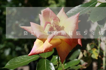 贷款一笔逾期征信5年后消除吗 贷款一笔逾期征信5年后消除吗