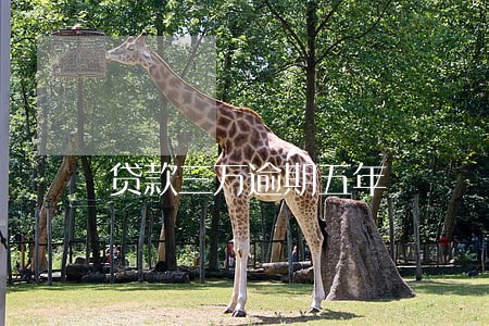 贷款三万逾期五年 贷款三万逾期五年