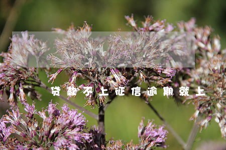贷款不上征信逾期就上 贷款不上征信逾期就上