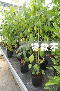 贷款不还逾期多久可以买房 贷款不还逾期多久可以买房
