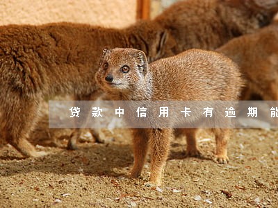 贷款中信用卡有逾期能通过吗 贷款中信用卡有逾期能通过吗
