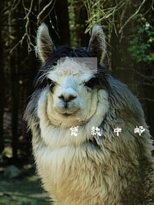 贷款中邮逾期催收要征信报告 贷款中邮逾期催收要征信报告