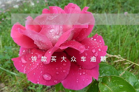 贷款买大众车逾期 贷款买大众车逾期